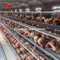 Precio barato de alimentación automática Sistema de jaula de pollo para granja de aves de corral